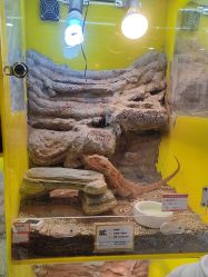 -神奇动物撸宠馆·羊驼·小浣熊·异宠(豫园店)