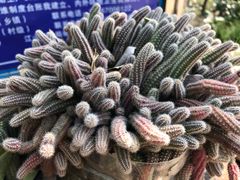 -仙霞关景区