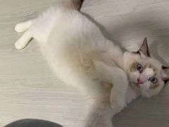-喵zoo家庭繁育猫舍(尖东智能花园店)