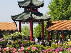 -曹州牡丹园