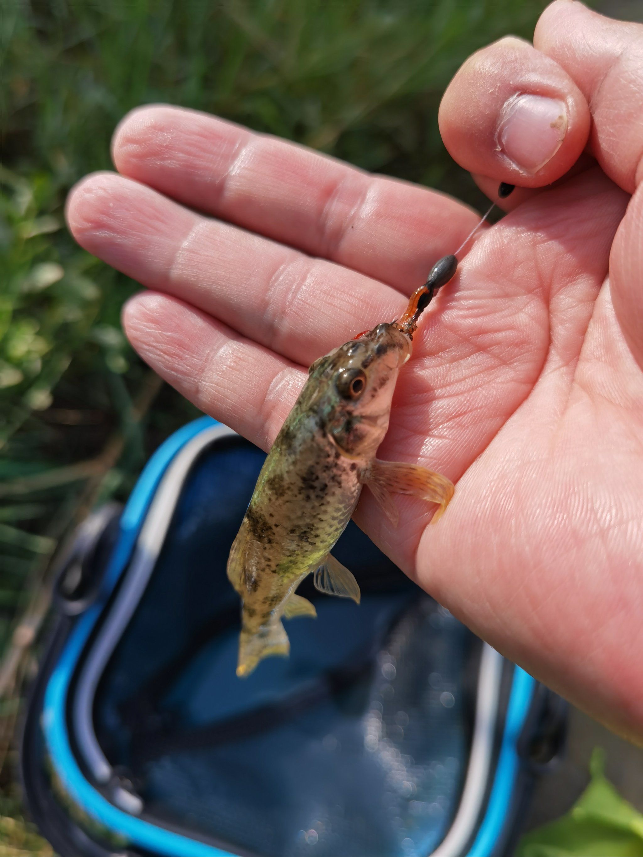 作者追光计划@点小野
来看看这是什么鱼,居然钓了一下午的趴地虎,真