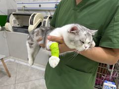 -瑞鹏瑞爱宠物医院·全科·猫科·血液透析中心(龙头寺店)