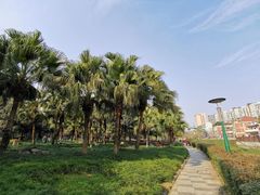 -神仙树公园