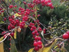 -永定河休闲森林公园