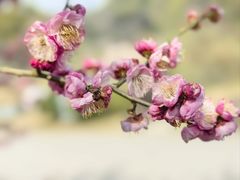 -无锡梅园公园