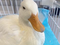 -怪兽屋·羊驼·猫咖·狗咖(俊华广场店)