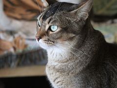 -喵屿·大理花园猫咖