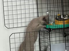 -屋虎猫馆(宝安大仟里店)