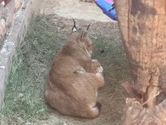 -青藏高原野生动物园