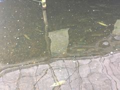 -水绘园