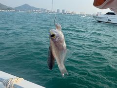 -小猫钓鱼海钓俱乐部(椰梦长廊店)