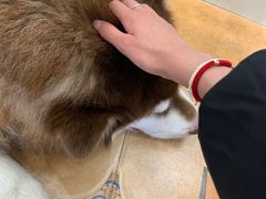 -Let's go狗咖·猫咖·奶狗·桌游(春熙路IFS店)