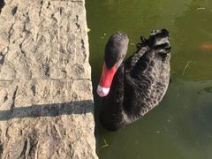 -行者书屋大堂吧 ·下午茶(南京圣和府邸酒店)