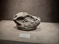 -自贡恐龙博物馆