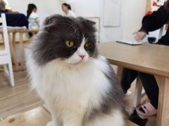 -李小姐の猫咖啡馆(五角场店)