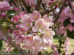 -长白岛森林公园