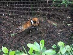 -新加坡飞禽公园