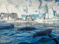 -海合安天津极地海洋公园