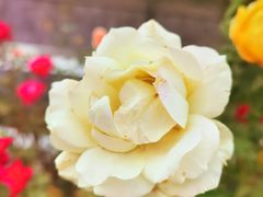 -北京植物园南门售票处