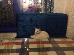 iphone_upload_pic-Sirena海妖日咖夜酒