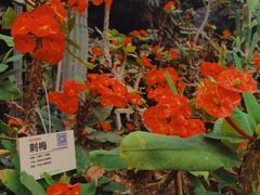 -呀路古热带植物园
