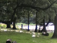 -南宁良凤江国家森林公园