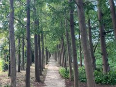 -上海长兴岛郊野公园