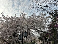 -红梅公园