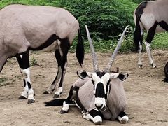 -大连森林动物园