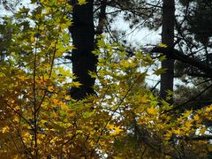 -帽儿山国家森林公园