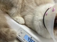 -中农大我爱我爱动物医院·核磁CT·猫病·24小时夜诊中心(石佛营店)