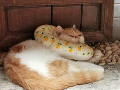 -喵屿·大理花园猫咖