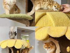 -青奢宠物·青奢猫舍