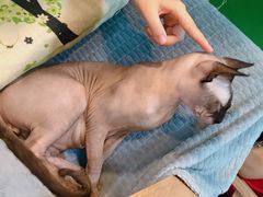 -李小姐の猫咖啡馆(五角场店)