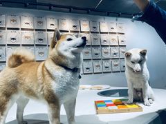 -柴务处·柴犬主题狗咖