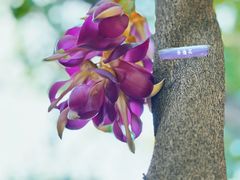 -广州长隆飞鸟乐园
