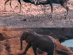 -西霞口神雕山野生动物世界