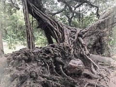 -小洲村