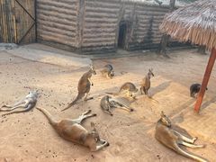 -深圳野生动物园