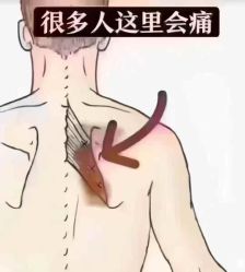 -香薇妮丝·定制减肥·身材管理