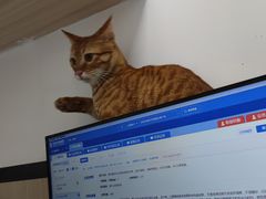 -瑞派宠物医院(搏威敦和院)