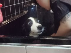 -Goku PET SHOP宠物视觉生活馆(双井店)