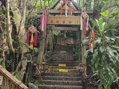 -西双版纳原始森林公园
