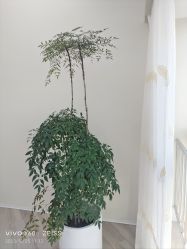 -HEYAN荷妍专业脱毛连锁机构