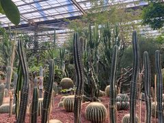 -呀路古热带植物园