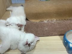 -屋虎猫馆(宝安大仟里店)