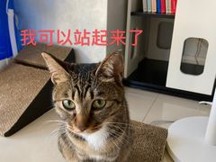 -灵美宠物诊所