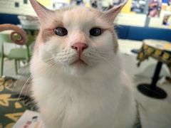 -平行世界·猫咖(首经贸店)