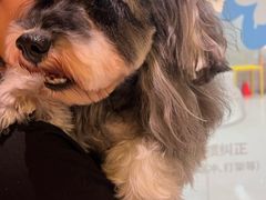 -帕帕拉兹宠物(亚洲旗舰店)