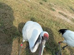 -盐城丹顶鹤湿地生态旅游区